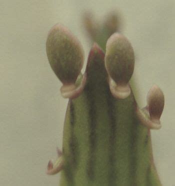 Kalanchoe Digremontiana - Maternity Plant